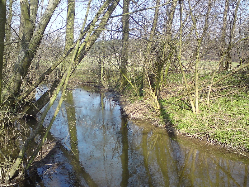 Alba-Cestice-29.jpg - Hladina Alby je tu přibližně v úrovni okolních luk
