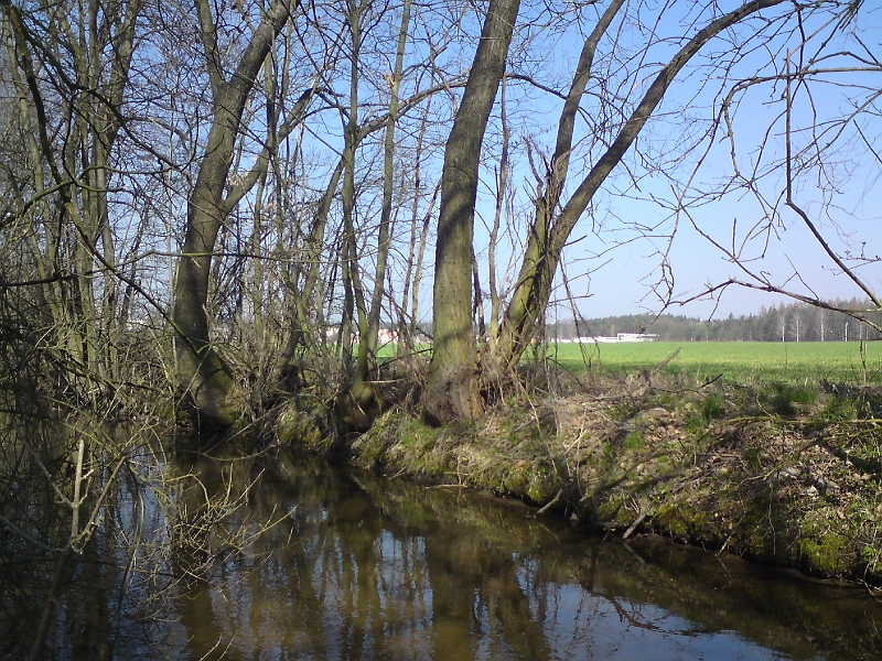 Alba-Tyniste-nad-Orlici-15.jpg - Ozimy na pravém břehu Alby se již pěkně zazelenaly